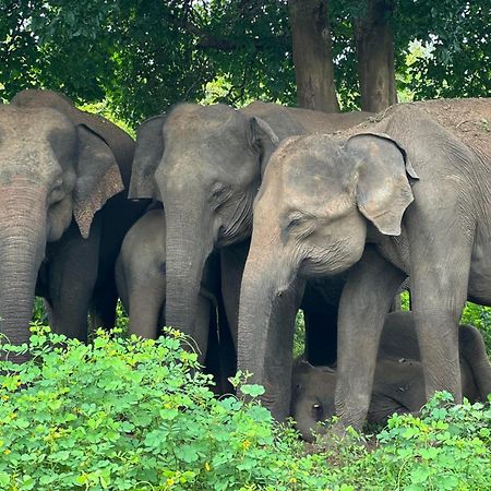 The Banda' Eco Villa Sigiriya Ngoại thất bức ảnh