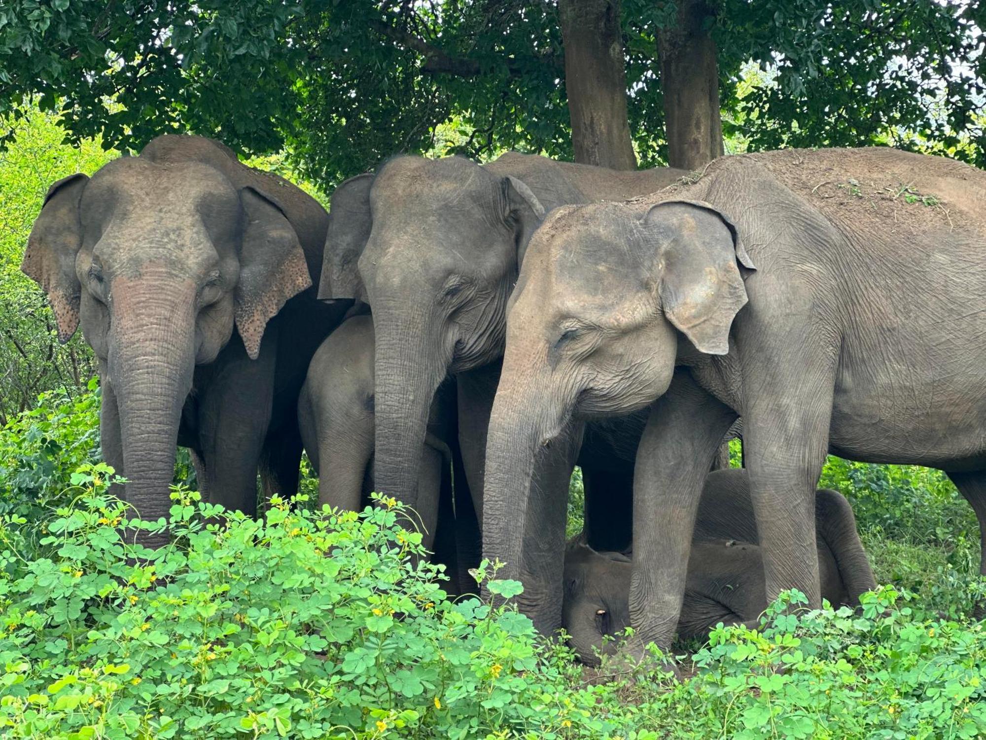 The Banda' Eco Villa Sigiriya Ngoại thất bức ảnh