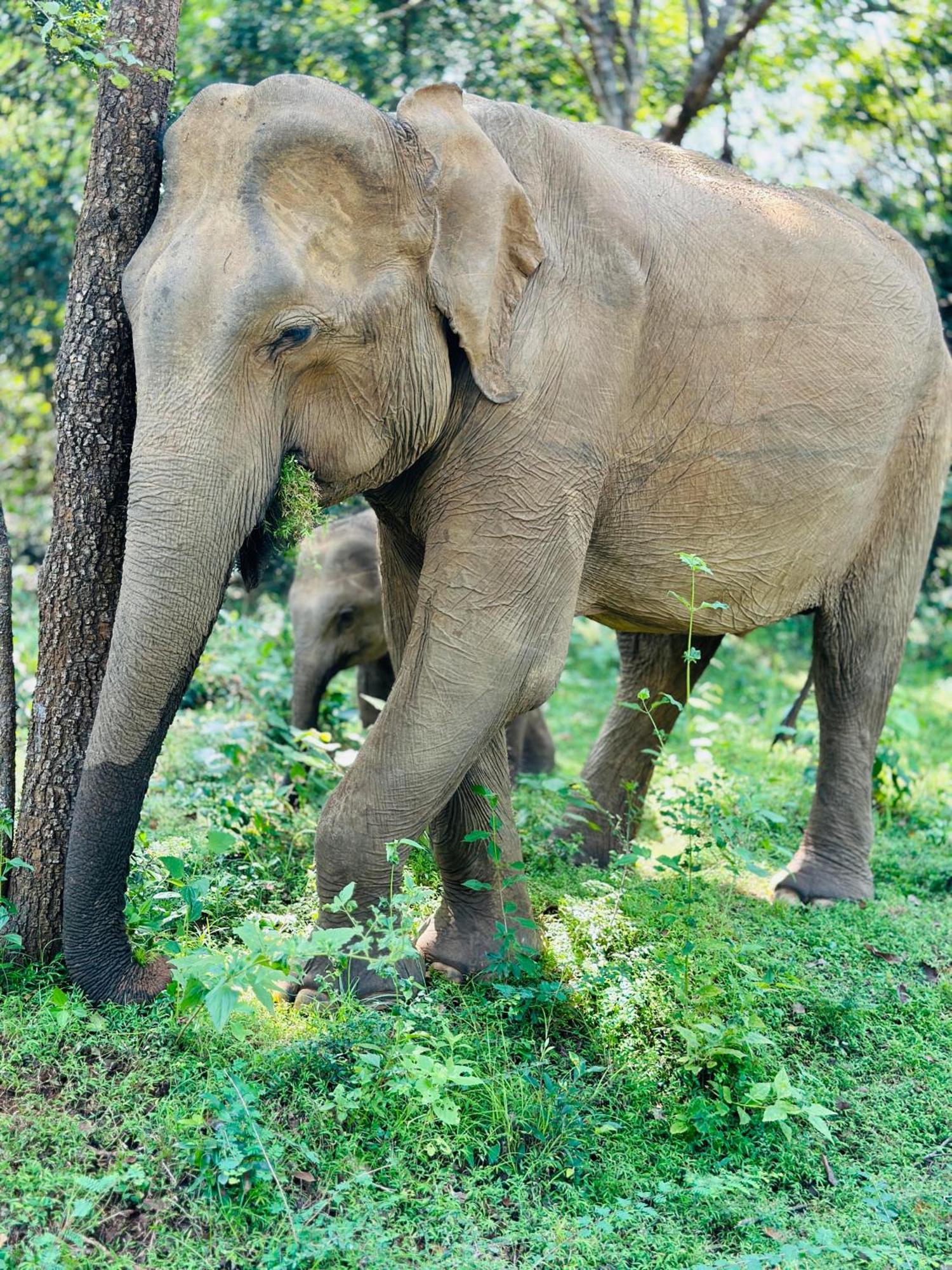 The Banda' Eco Villa Sigiriya Ngoại thất bức ảnh
